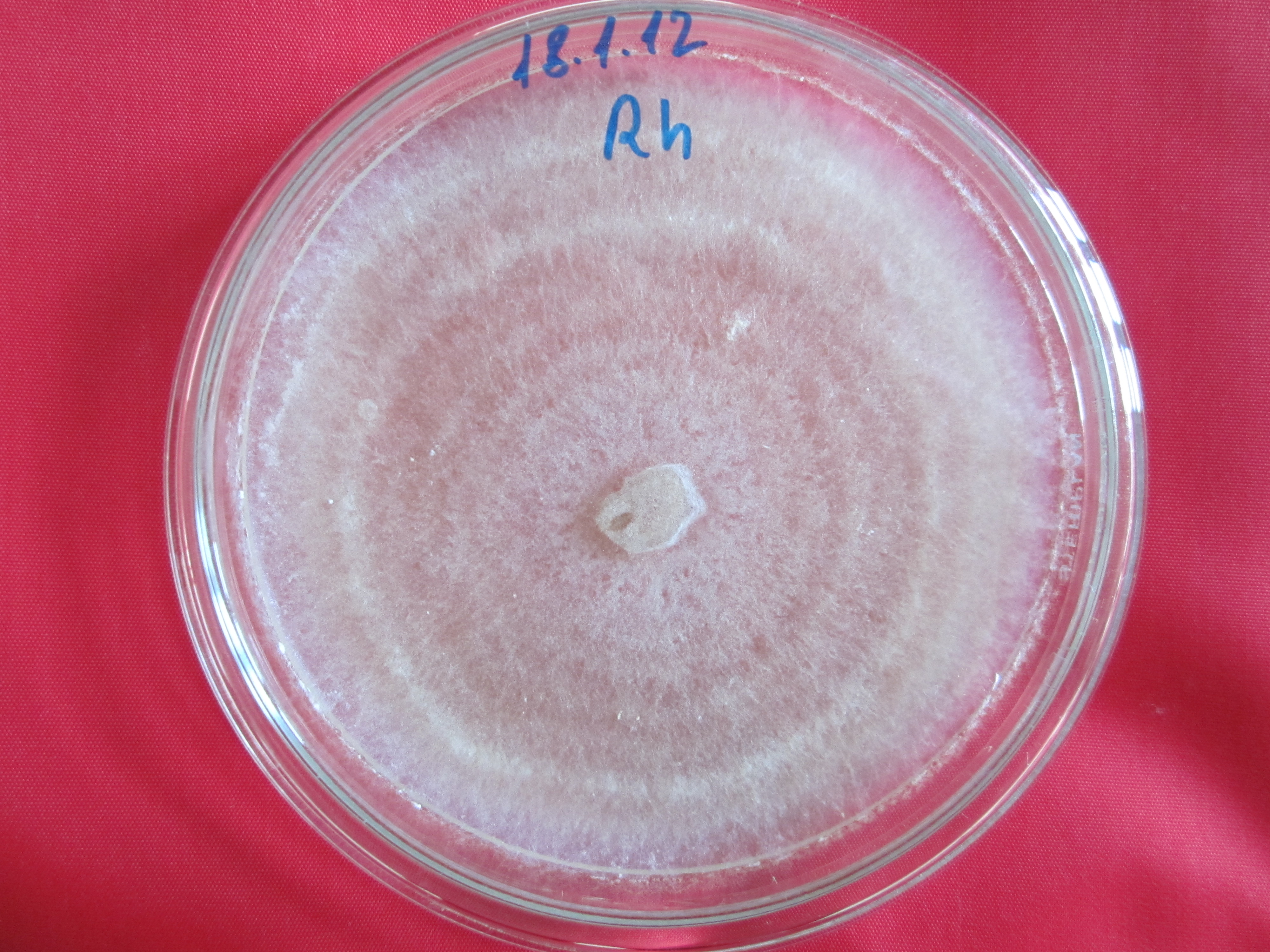 Rhizoctonia solani