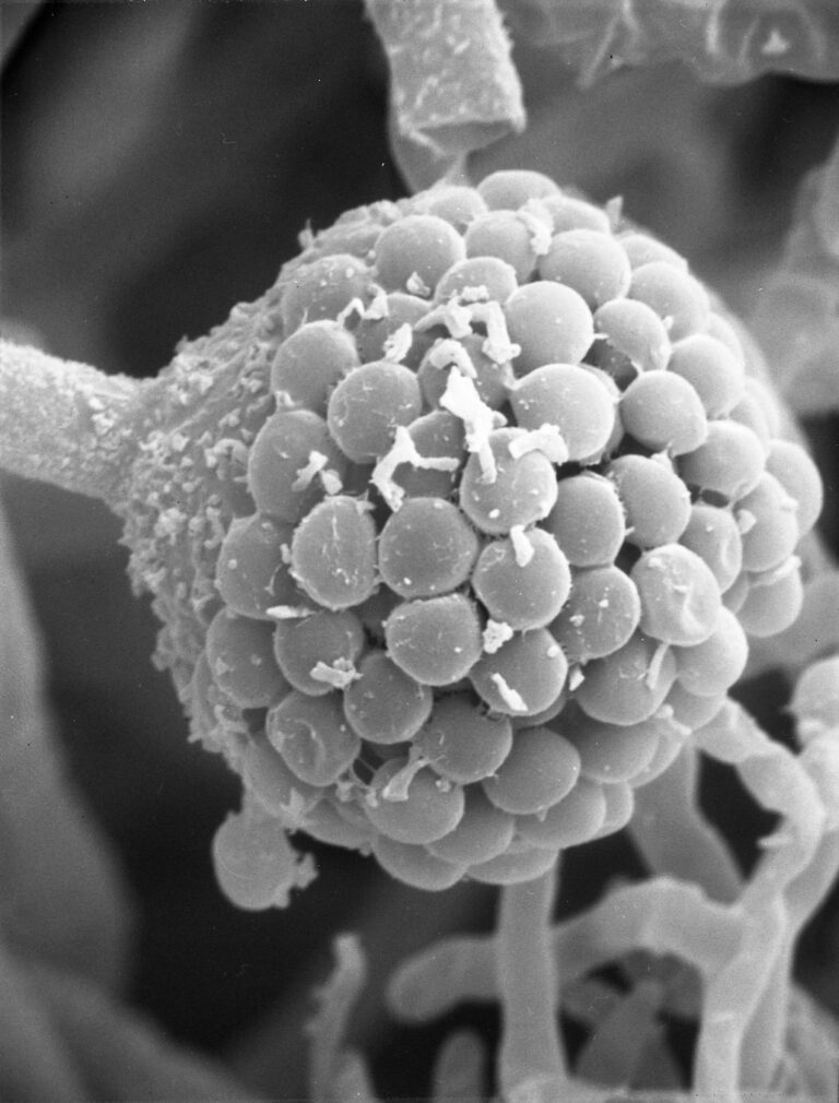 Rhizomucor miehei