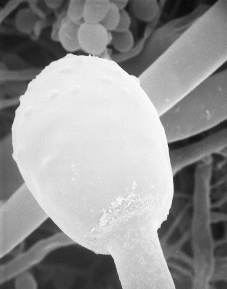 Rhizomucor pusillus