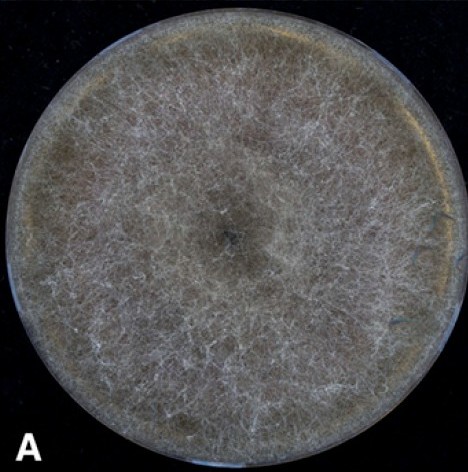 Rhizopus delemar
