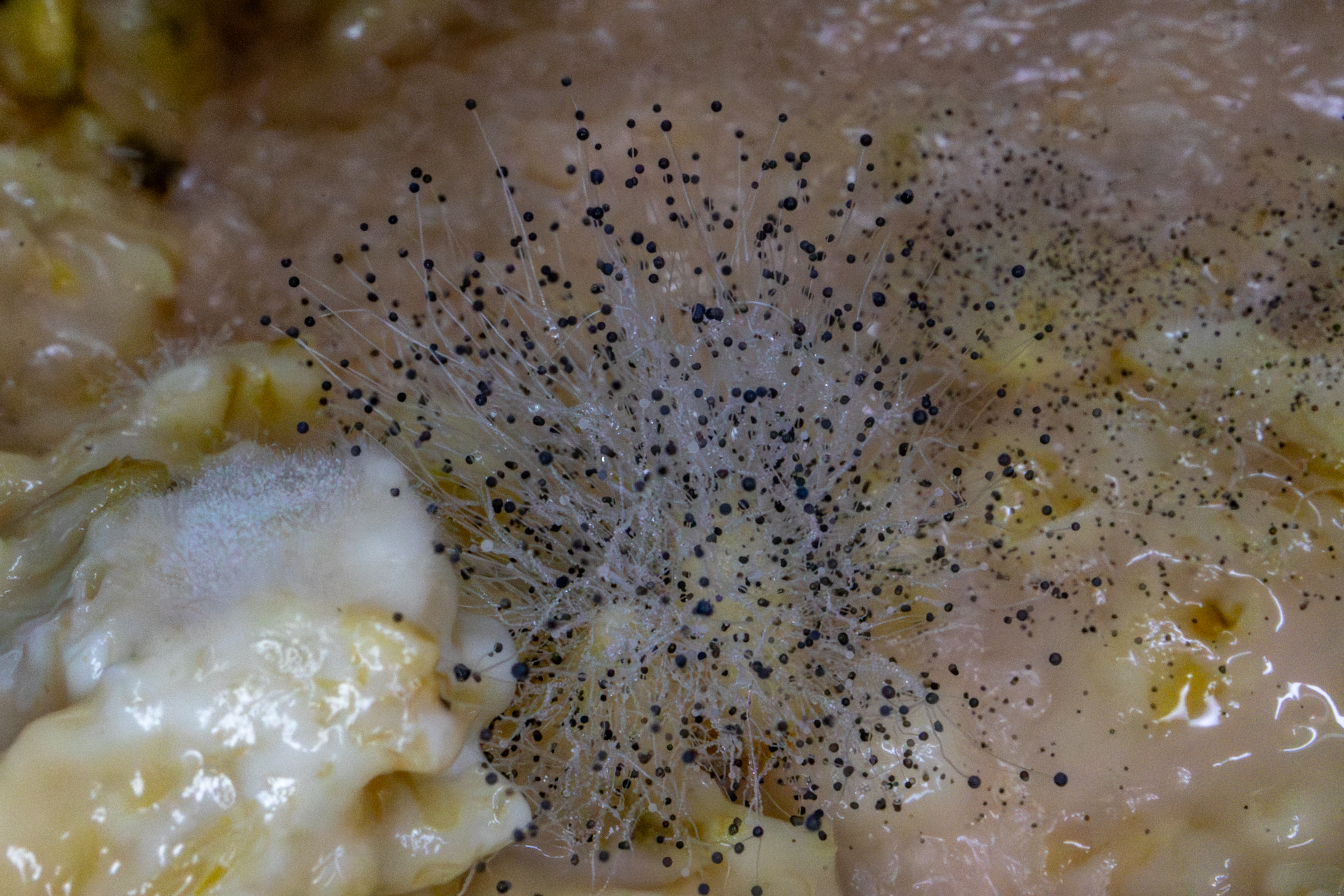 Rhizopus stolonifer