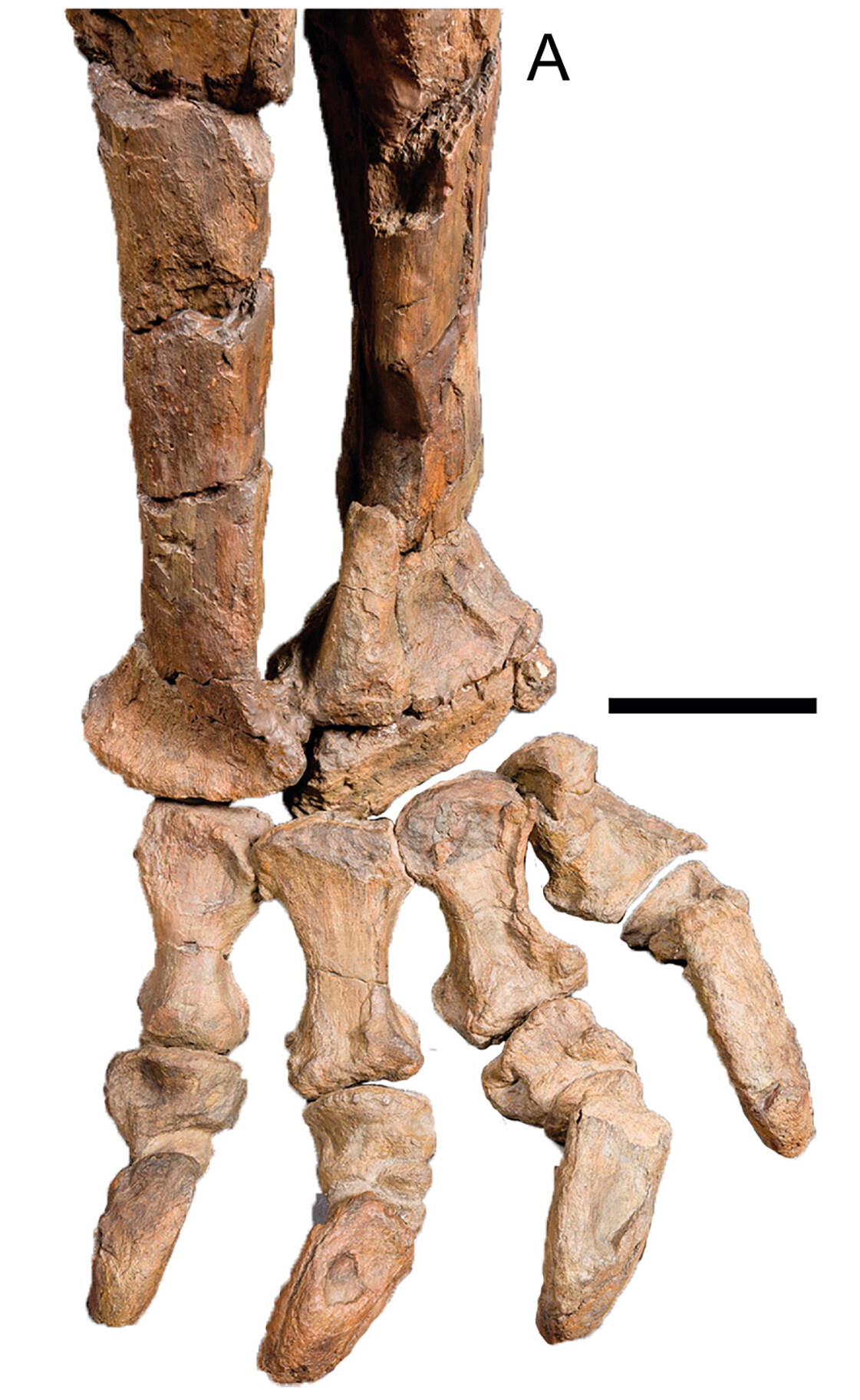 Rhoetosaurus