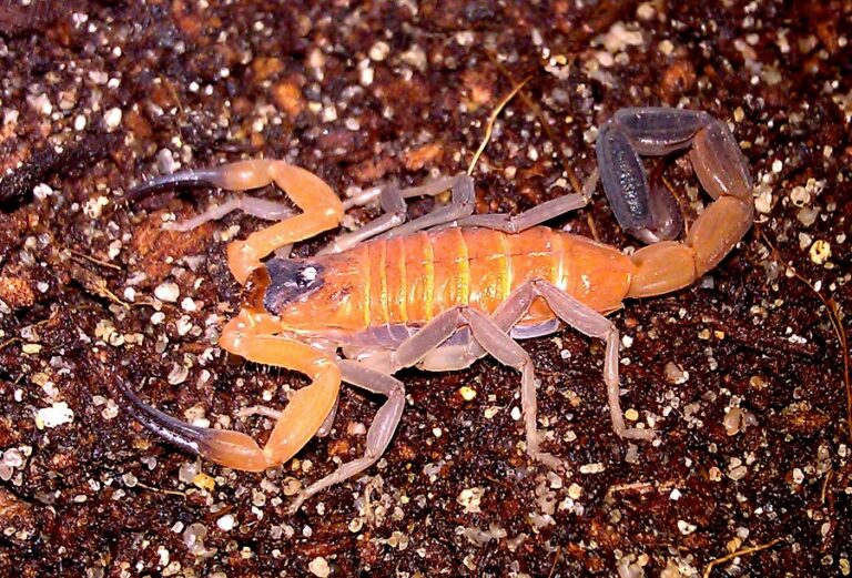 Rhopalurus junceus