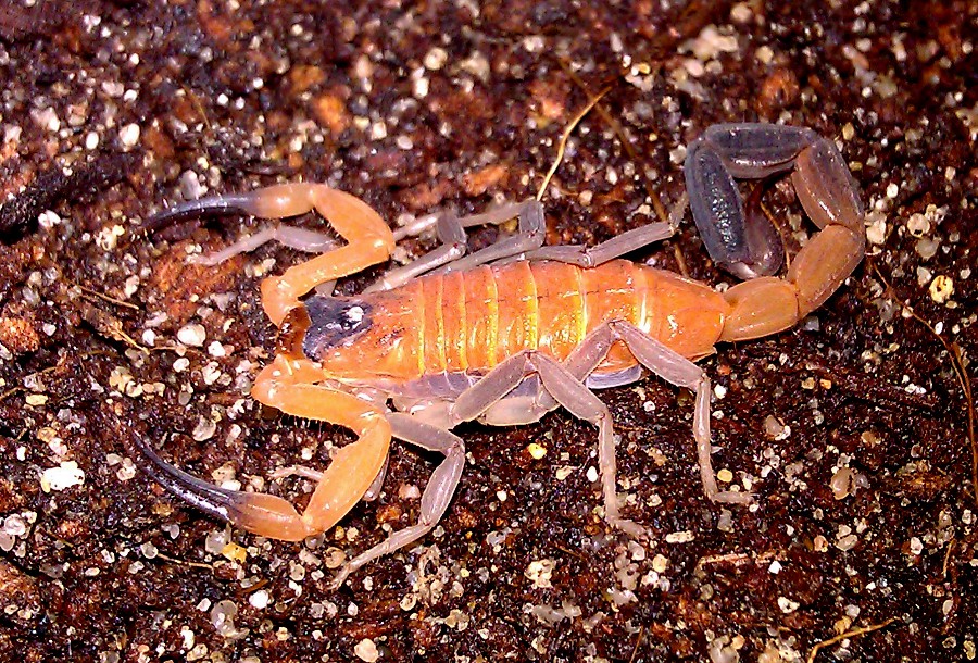 Rhopalurus junceus