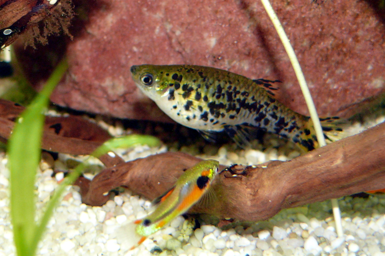 říčanka jednoskvrnná (Phalloceros caudimaculatus)