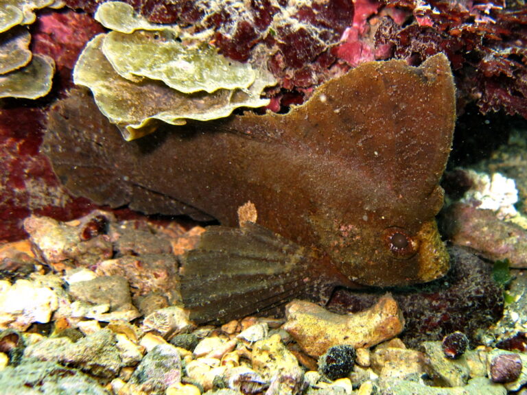 Ropušnička kolébavá (Ablabys taenianotus)