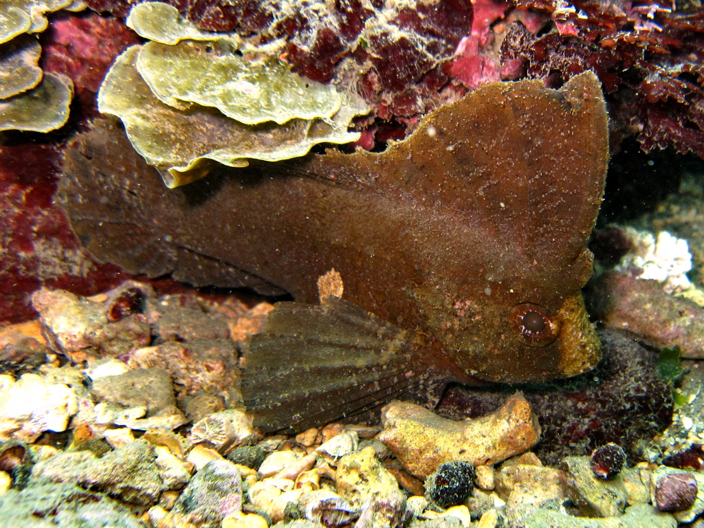 Ropušnička kolébavá (Ablabys taenianotus)