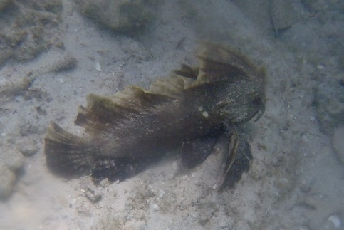 Ropušnička stlačená (Ablabys binotatus)