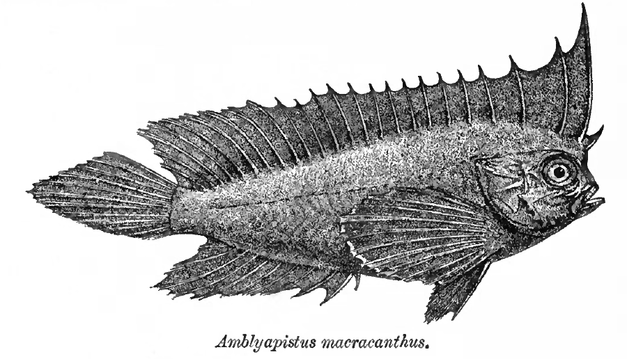 Ropušnička trnitá (Ablabys macracanthus)