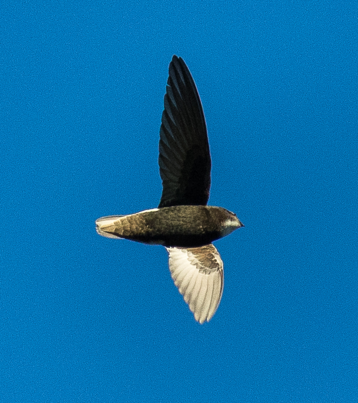rorýs domovní (Apus affinis)