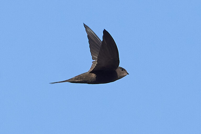 rorýs jednobarvý (Apus unicolor)