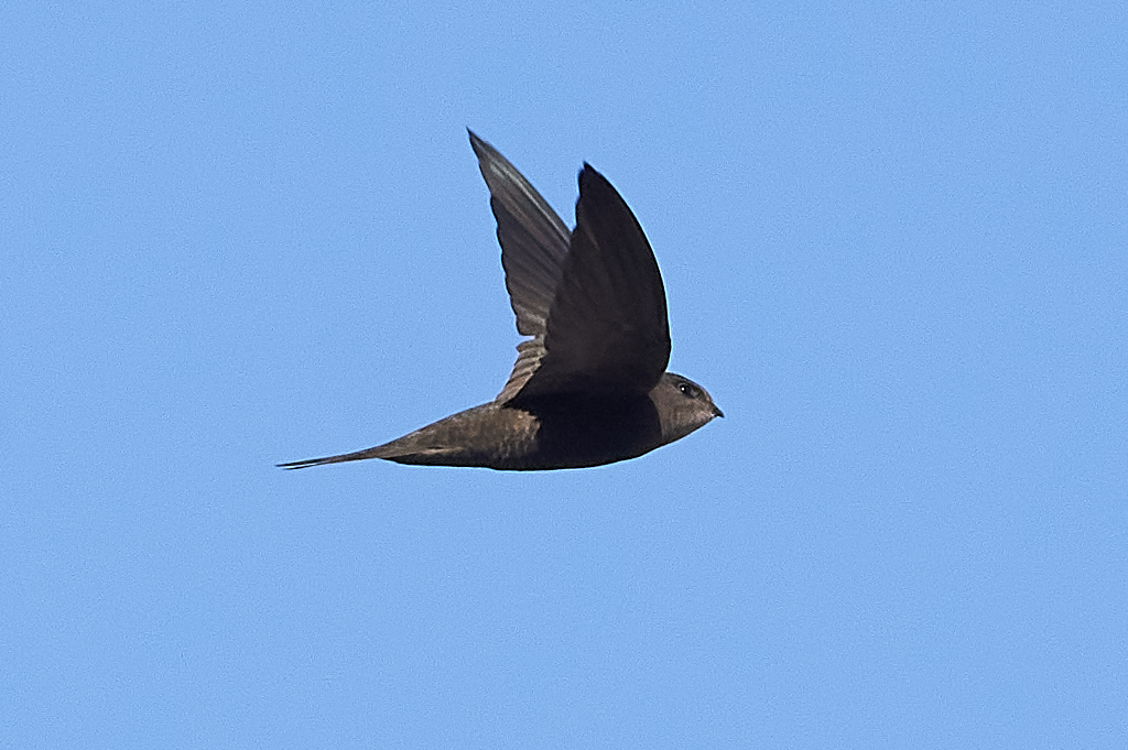 rorýs jednobarvý (Apus unicolor)