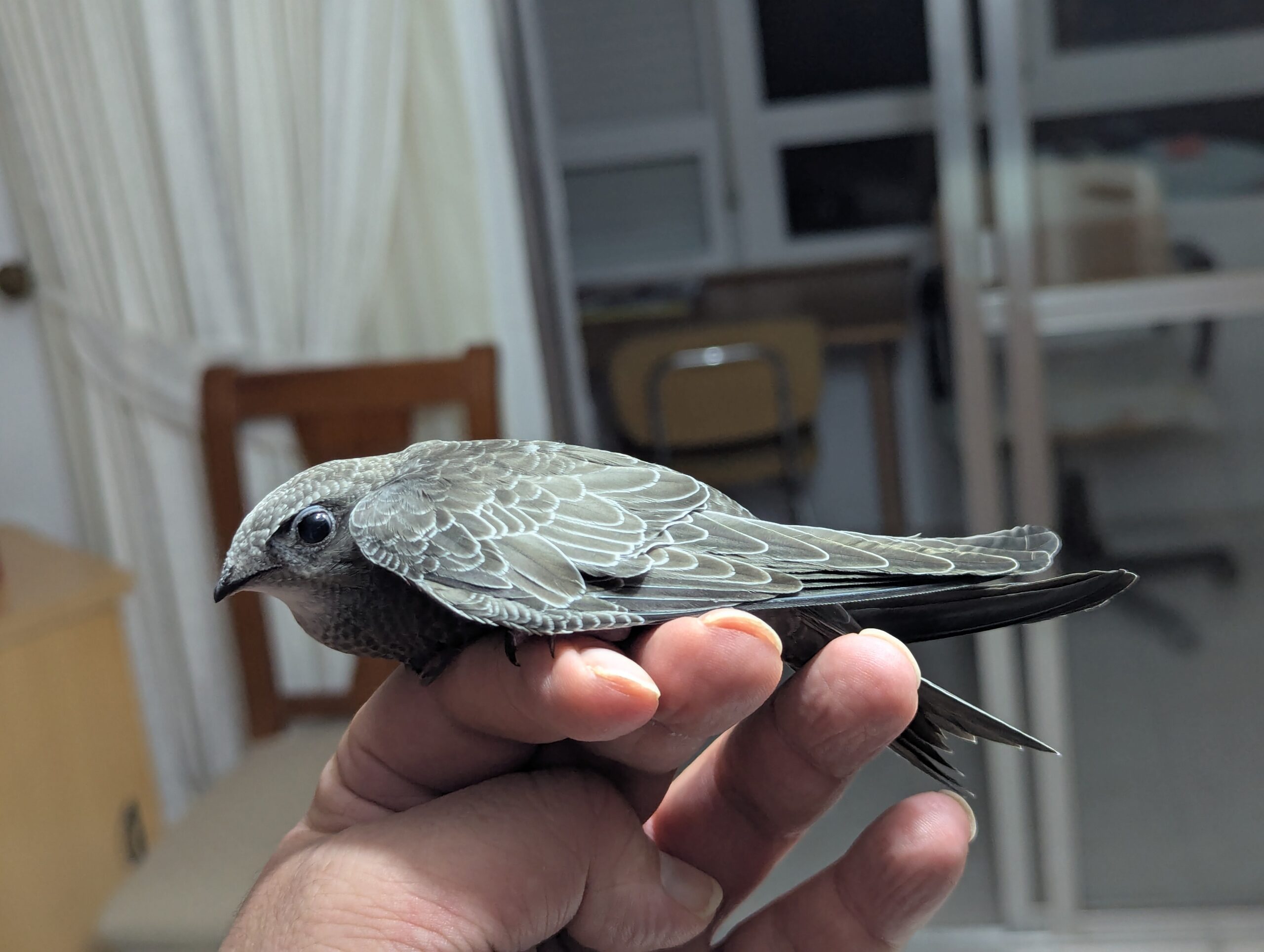rorýs šedohnědý (Apus pallidus)