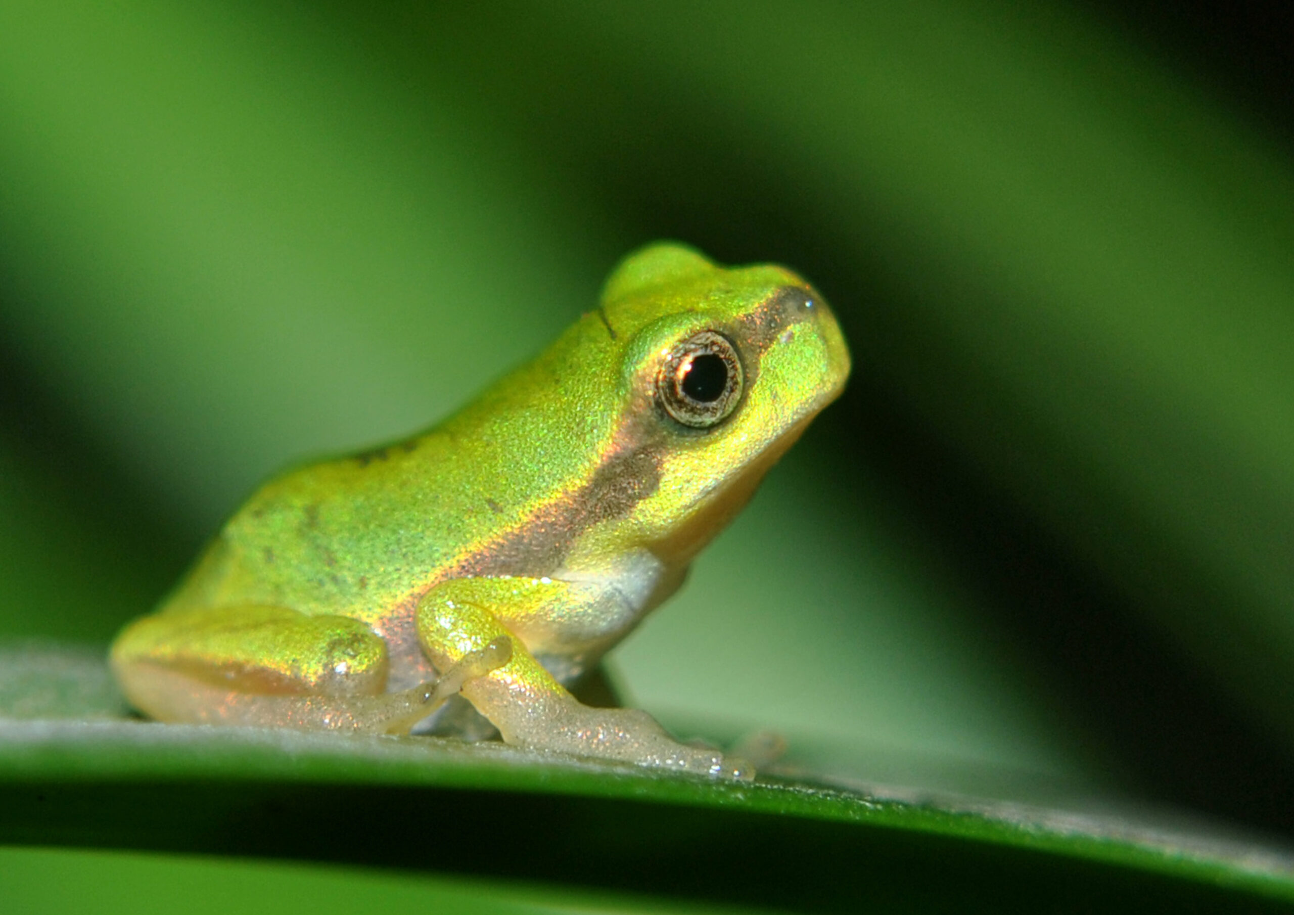 rosnička asámská (Hyla annectans)