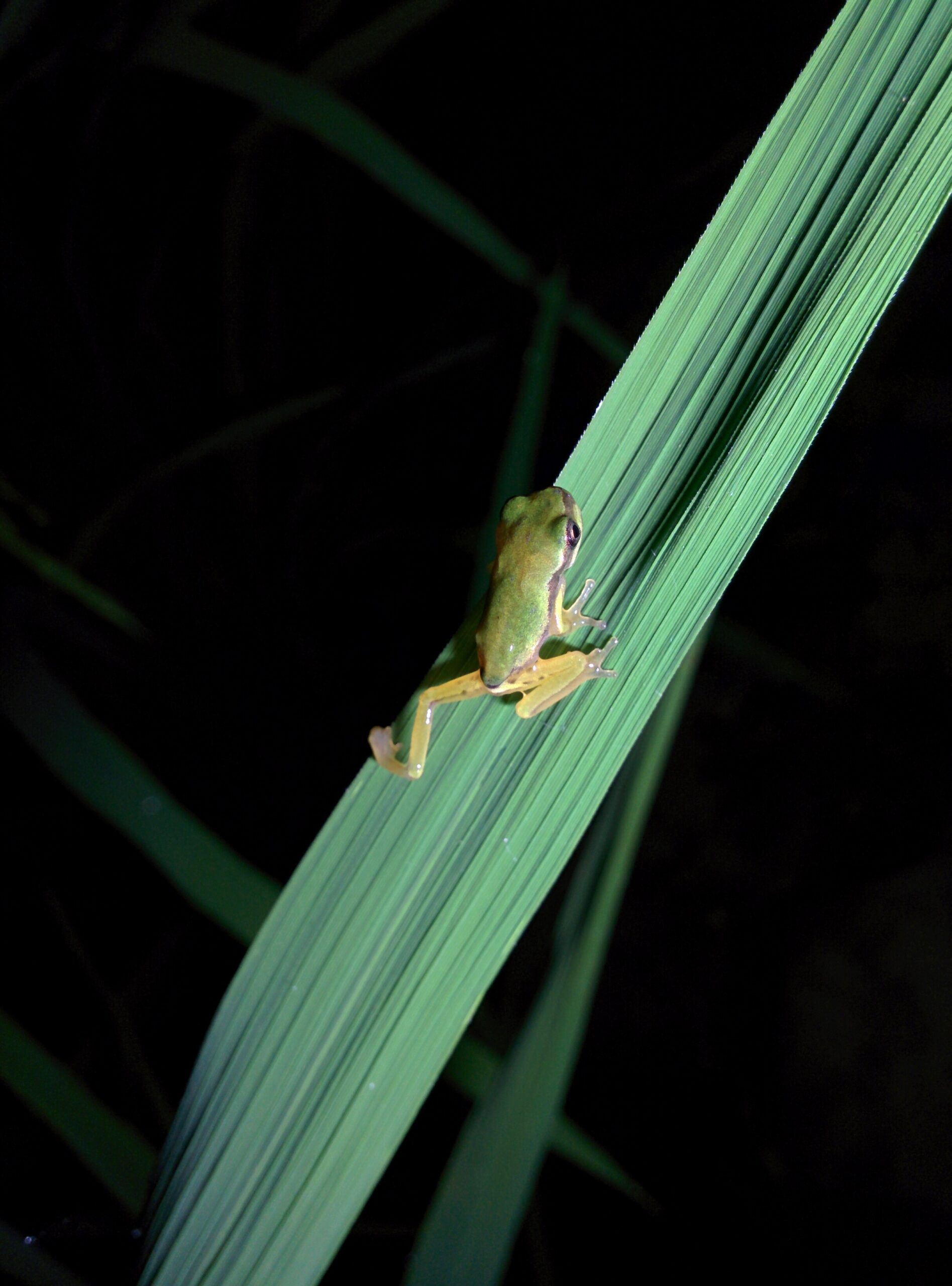 rosnička sečuánská (Hyla tsinlingensis)