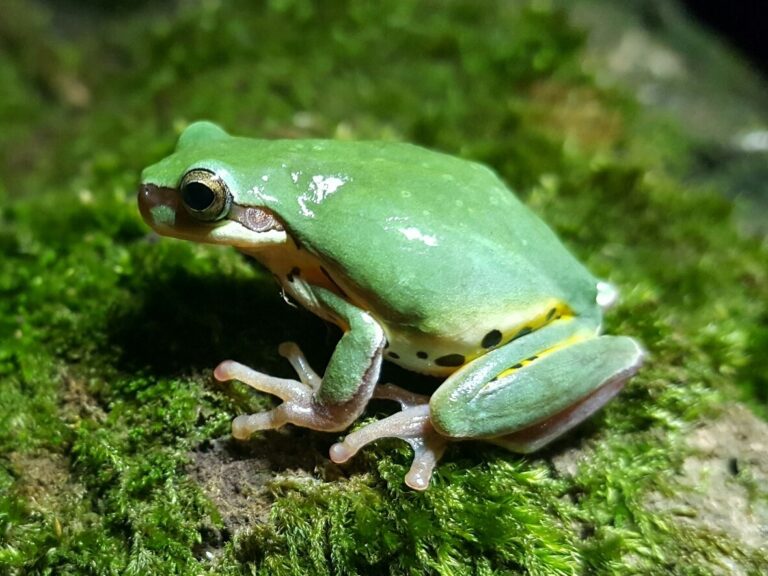 rosnička vietnamská (Hyla simplex)