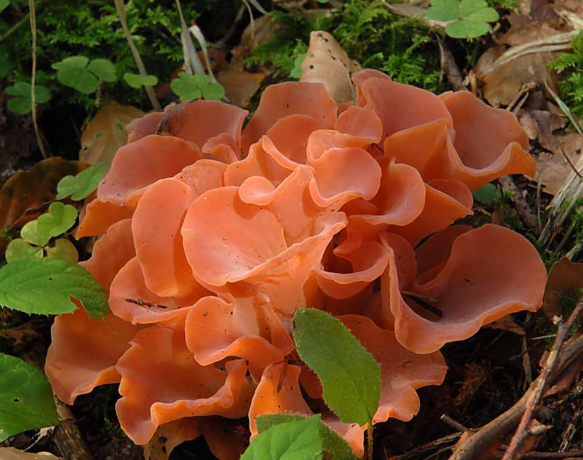 rosolovec červený (Tremiscus helvelloides)