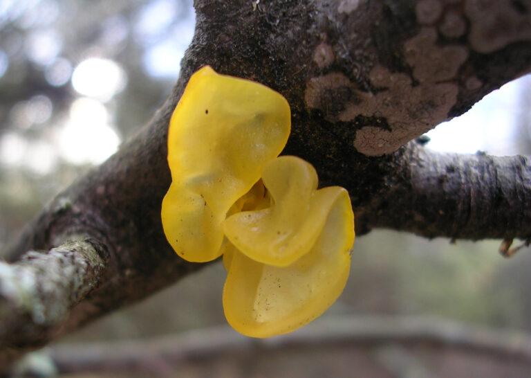 rosolovka mozkovitá rosolovka mozkovitá (Tremella mesenterica)