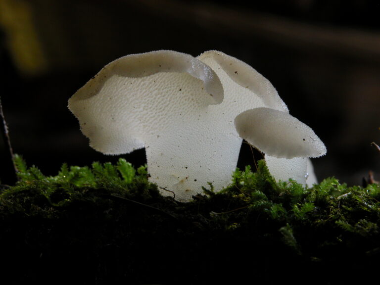 rosolozub huspenitý (Pseudohydnum gelatinosum)