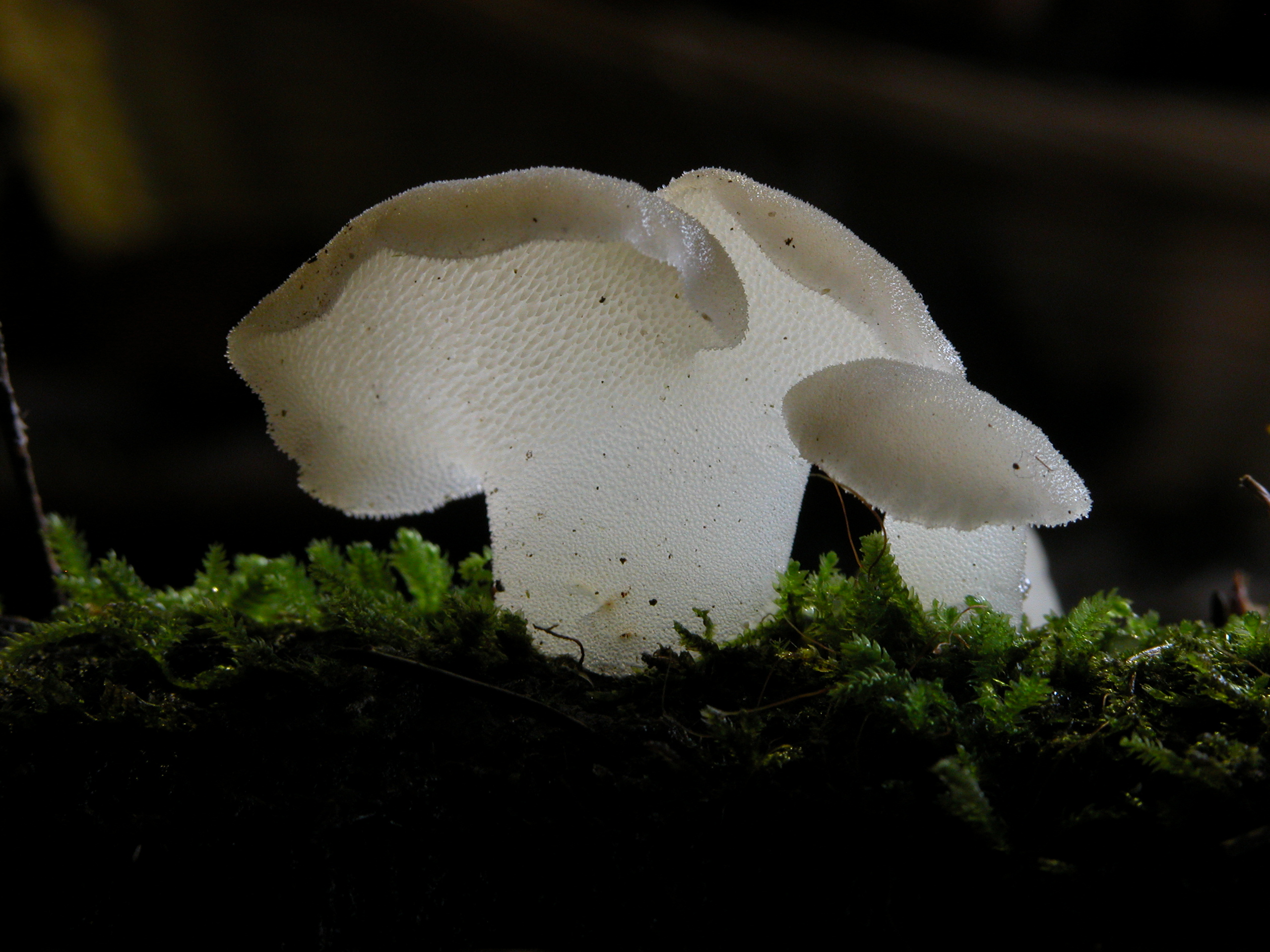 rosolozub huspenitý (Pseudohydnum gelatinosum)