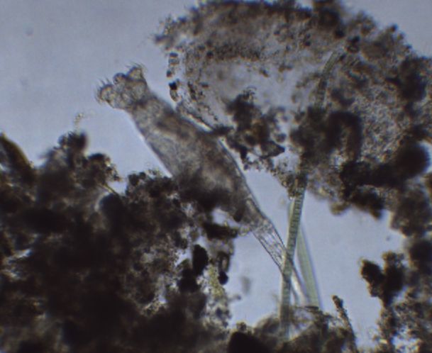 Rotaria macrura