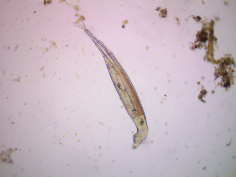 Rotaria neptunia