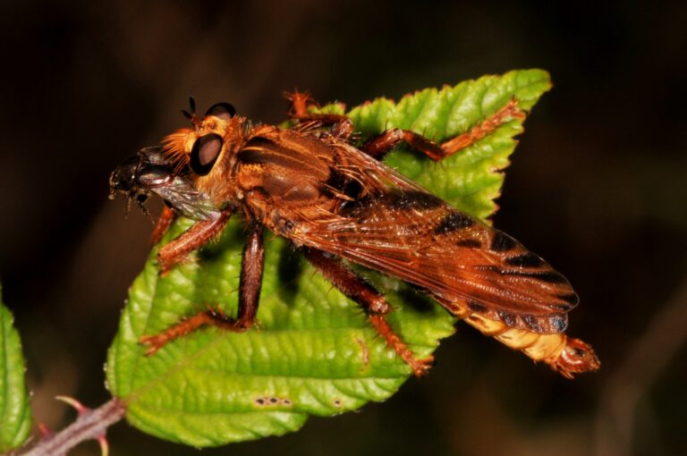 roupec sršňový (Asilus crabroniformis)
