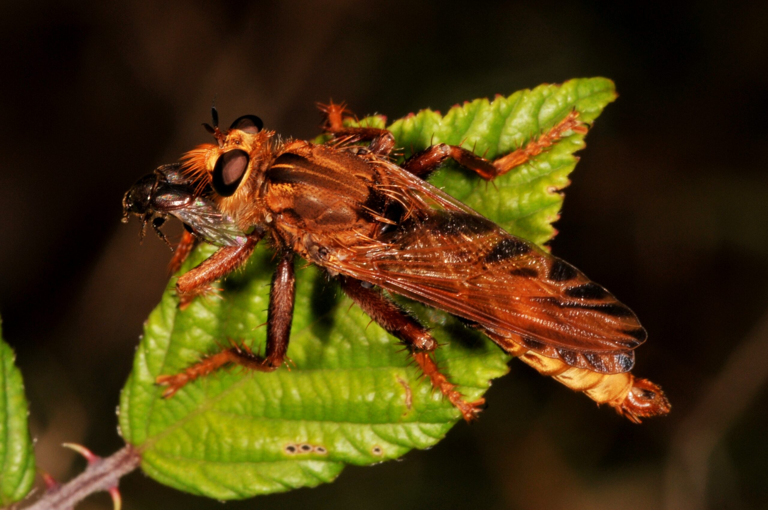 roupec sršňový (Asilus crabroniformis)