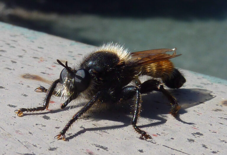 Roupec žlutý (Laphria flava)