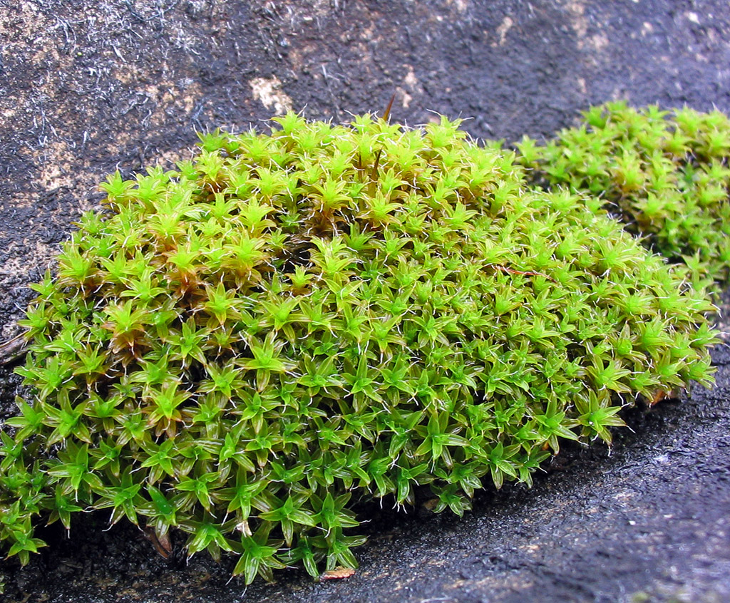 rourkatec obecný (Syntrichia ruralis)