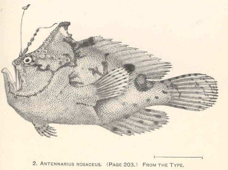 Rozedranec narůžovělý (Antennatus rosaceus)