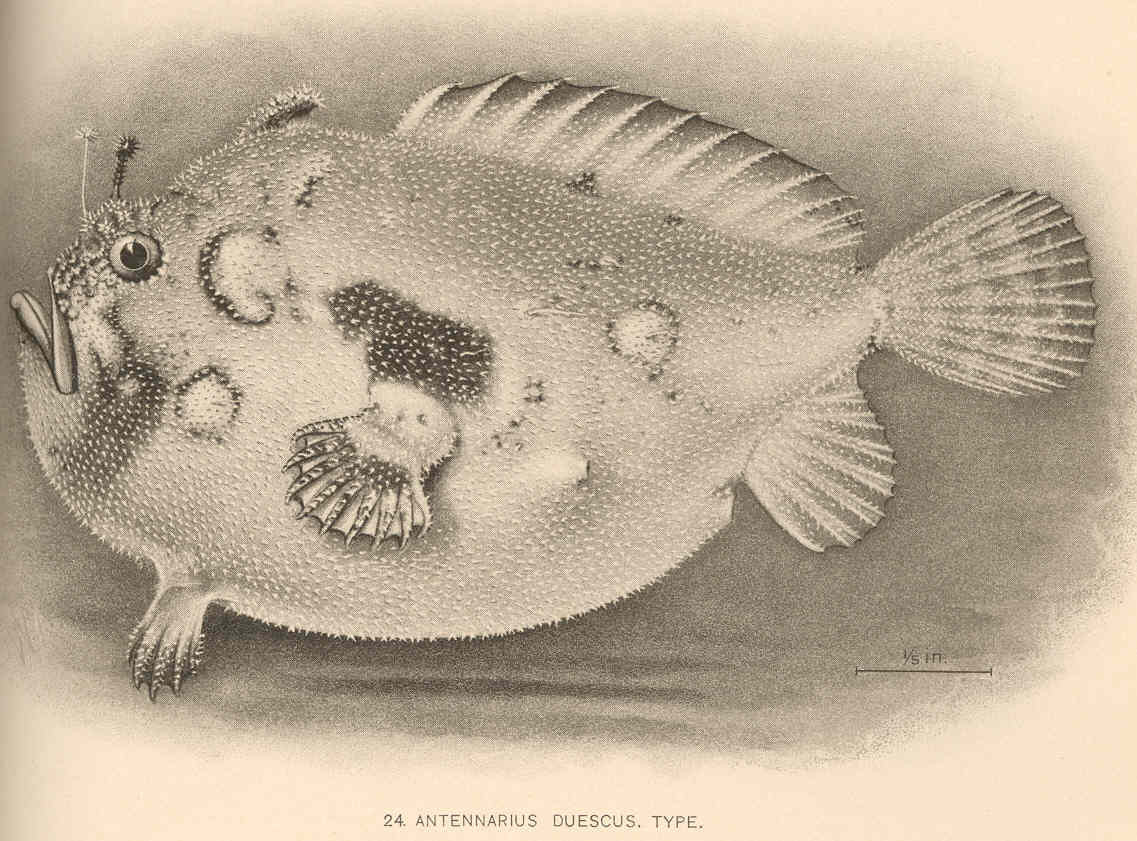 Rozedranec pacifický (Antennarius duescus)