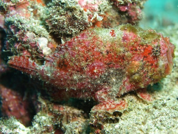Rozedranec pihovitý (Antennarius coccineus)