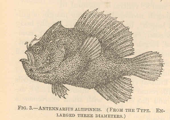 Rozedranec popelavý (Antennatus dorehensis)