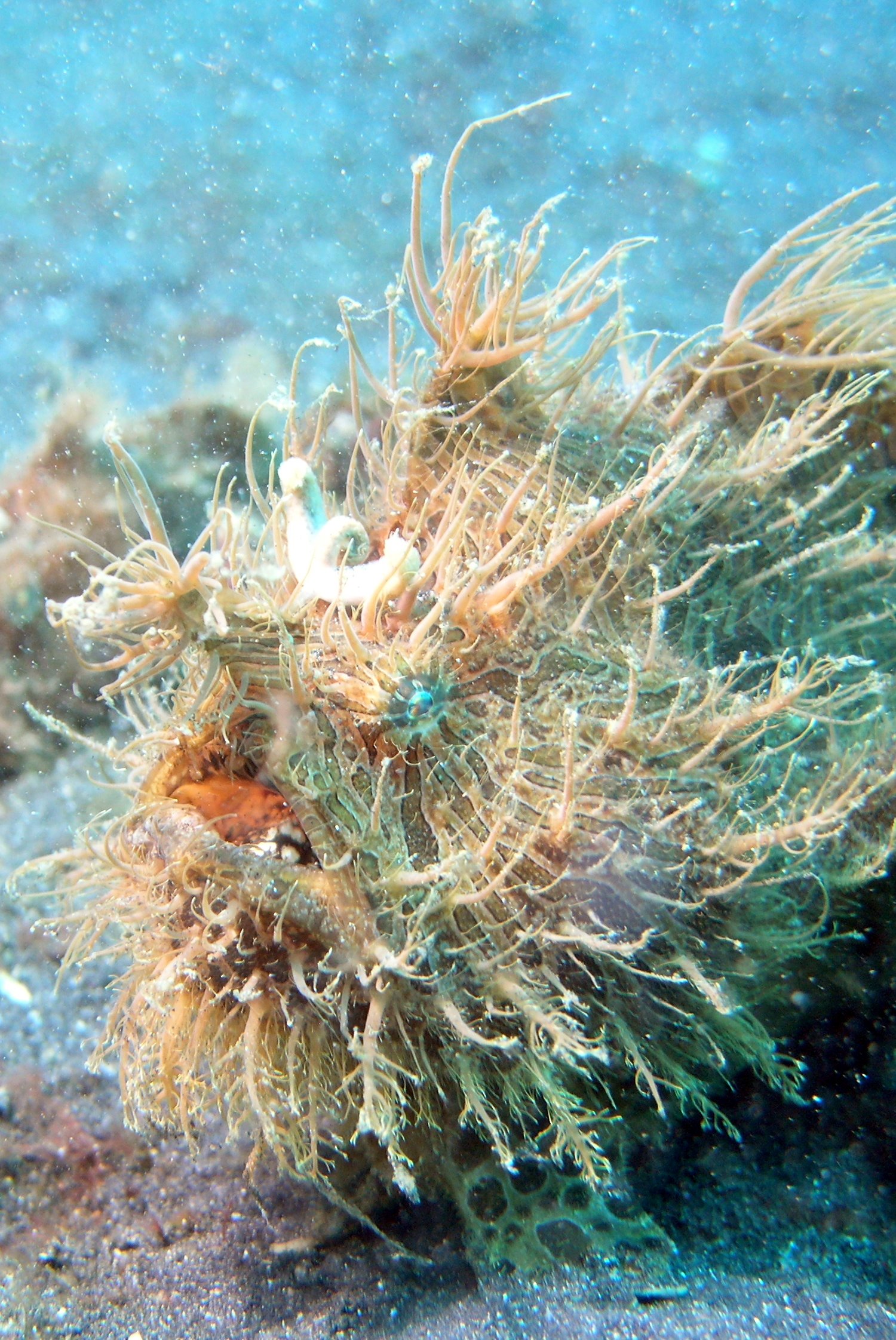 rozedranec proužkovaný (Antennarius striatus)
