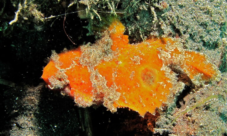 Rozedranec skvrnoploutvý (Antennatus nummifer)