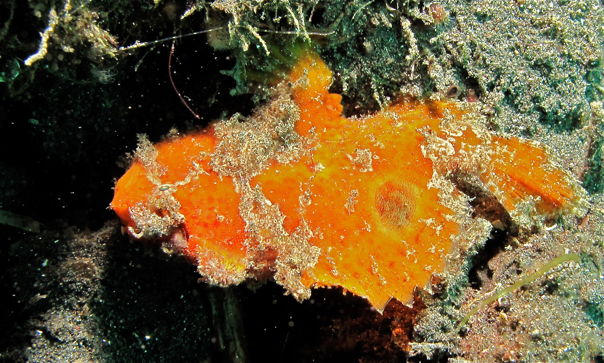 Rozedranec skvrnoploutvý (Antennatus nummifer)