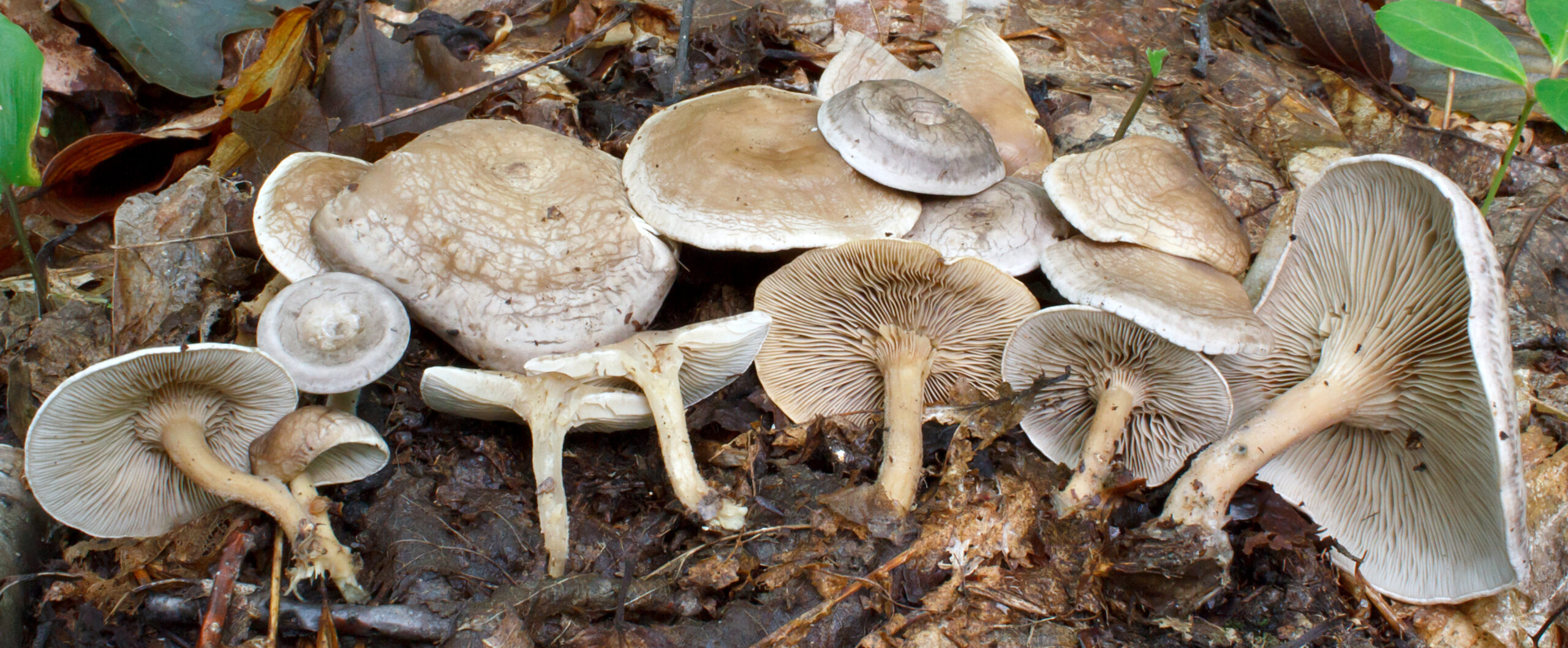 rudoušek rozpraskaný (Rhodocybe popinalis)