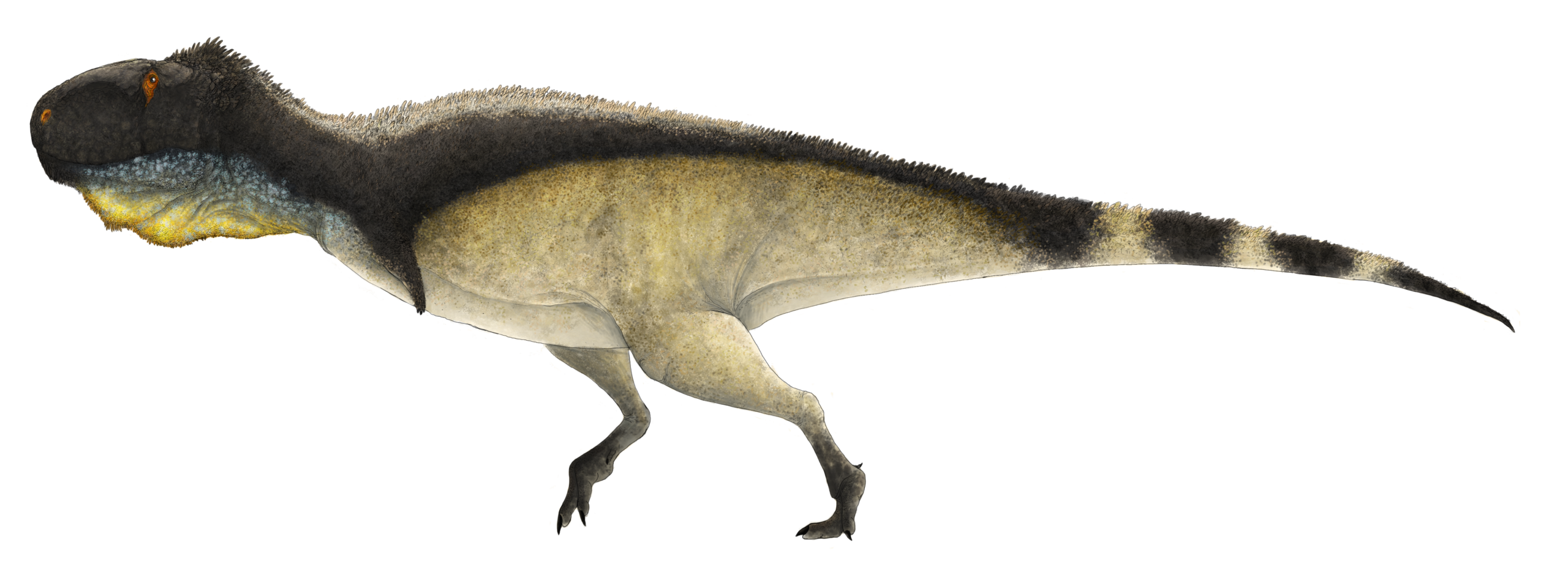 Rugops