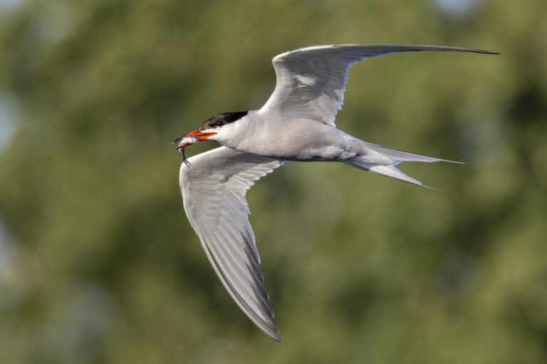 rybák obecný (Sterna hirundo)