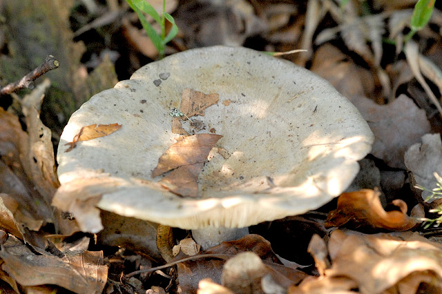 ryzec bledý (Lactarius pallidus)