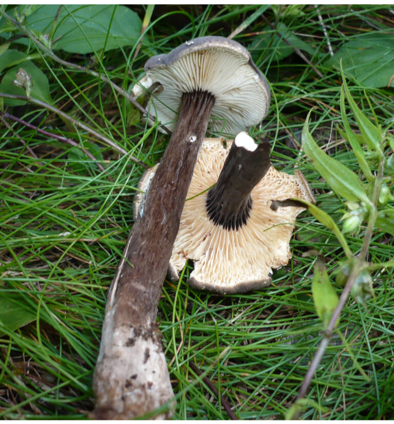 ryzec černohlávek (Lactarius lignyotus)