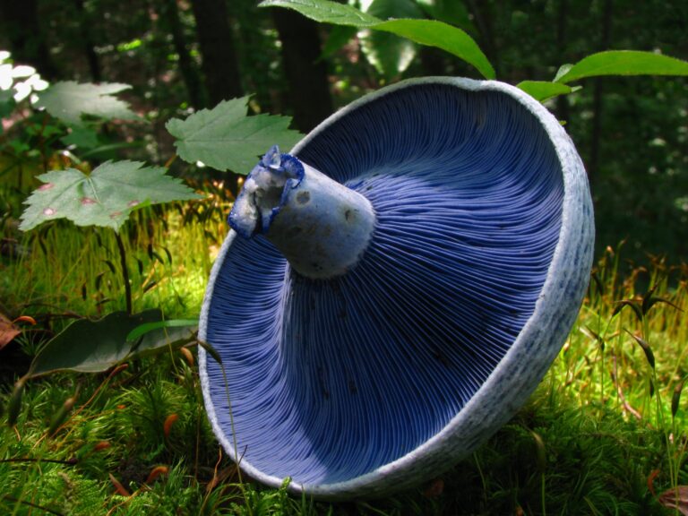 ryzec indigový (Lactarius indigo)