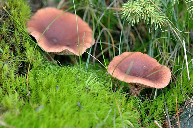 ryzec kafrový (Lactarius camphoratus)