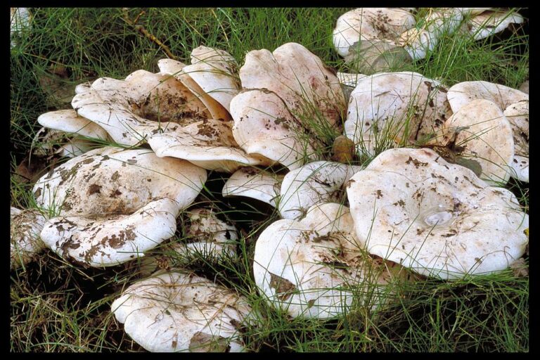 ryzec osikový (Lactarius controversus)