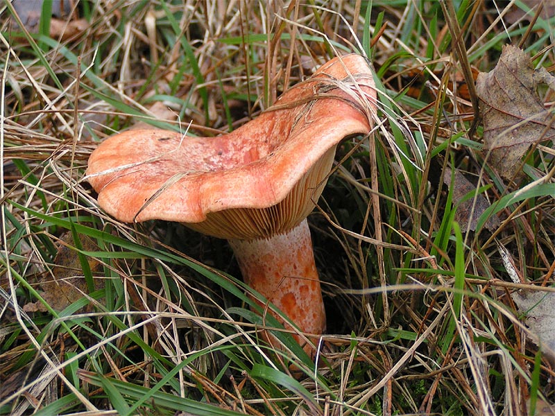 ryzec pravý (Lactarius deliciosus)