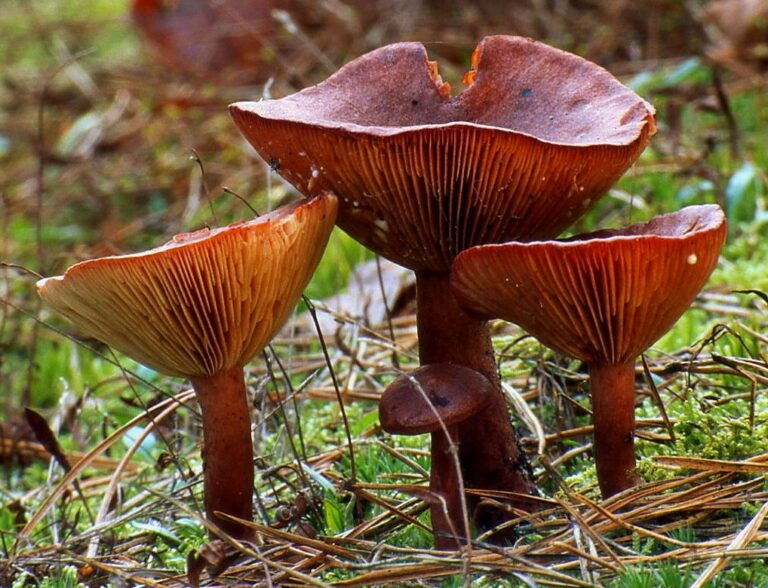 ryzec ryšavý (Lactarius rufus)