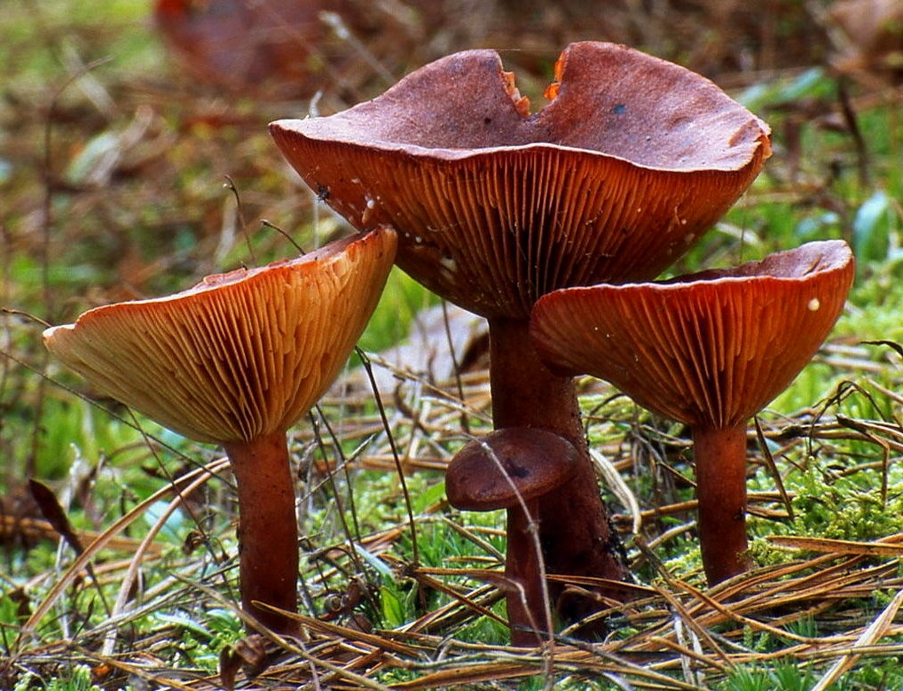 ryzec ryšavý (Lactarius rufus)