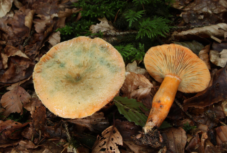 ryzec smrkový (Lactarius deterrimus)