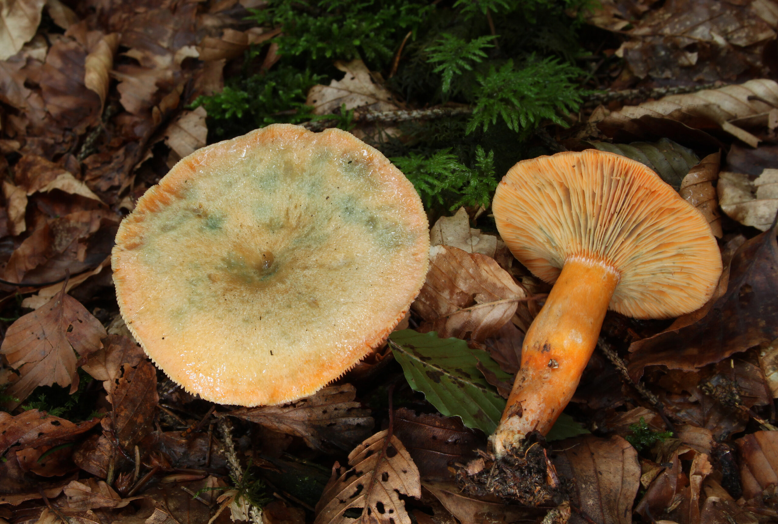 ryzec smrkový (Lactarius deterrimus)